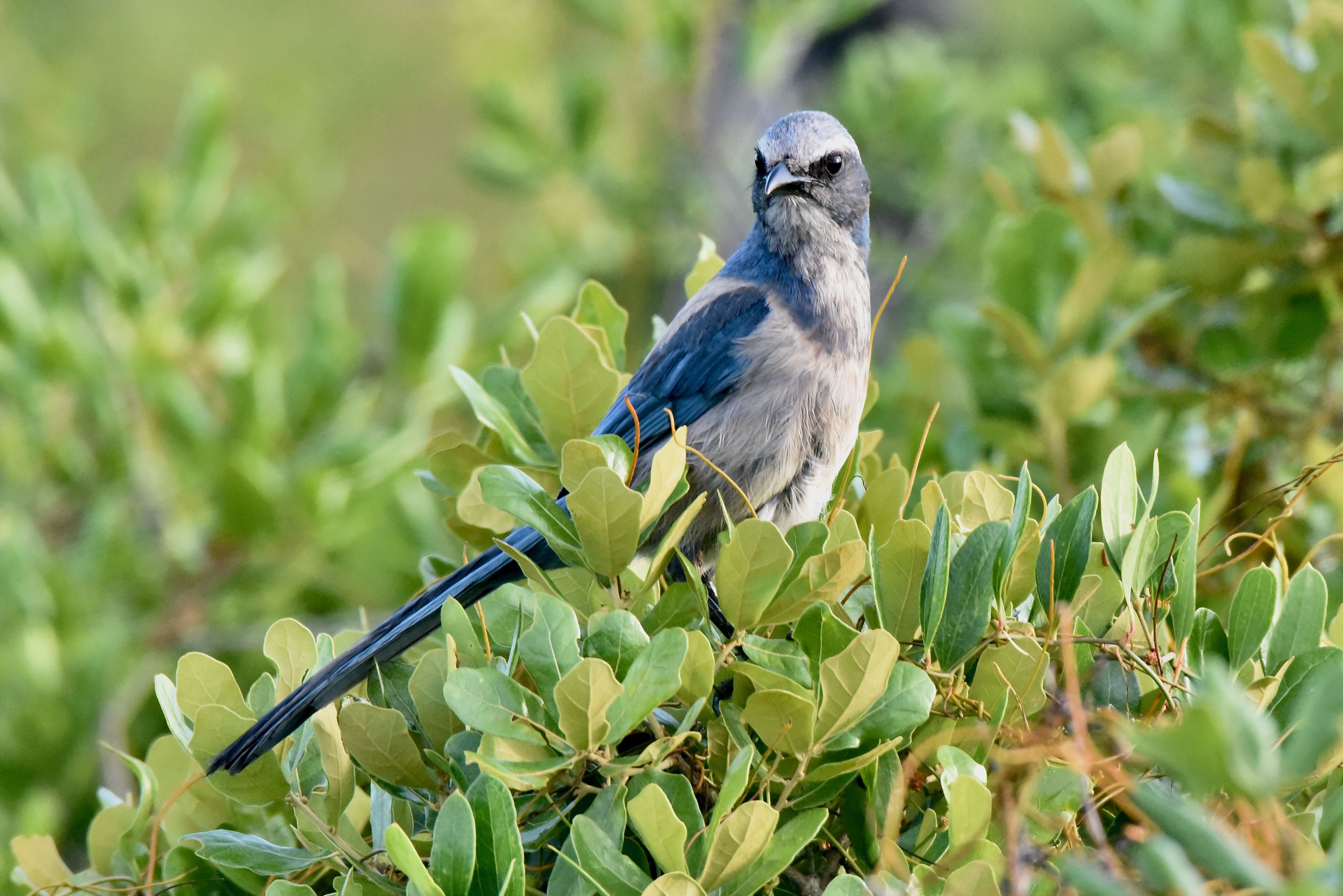 Florida Scrub Jay